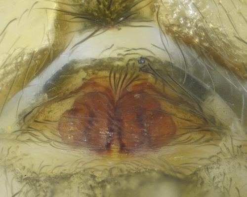 Cryphoeca silvicola